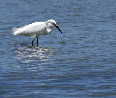 Snowy Egret High Breeding Adult.