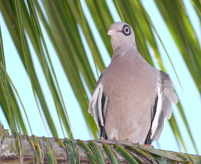 Bare-Eyed Pigeon