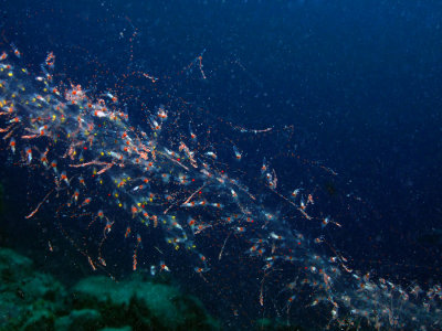 Red Spotted Siphonophore