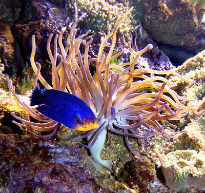 Damsel With Anemone