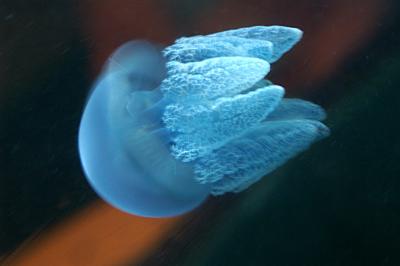 g4/90/58290/3/52541737.Jelly3.jpg
