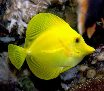 Yellow Tang