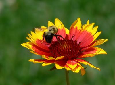 Gazania