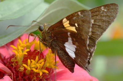 Silver Spotted Skipper.