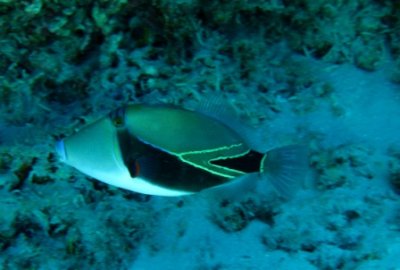 IMG_7915.JPG