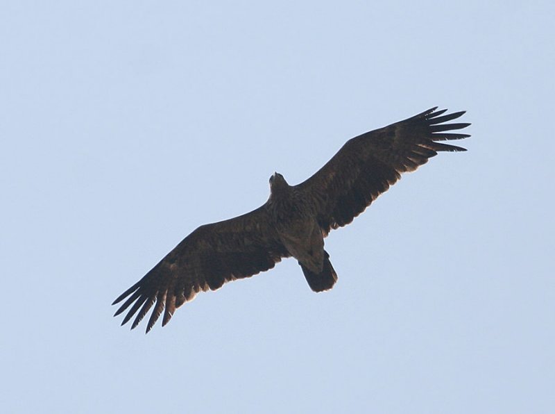 Imperial Eagle, juvenile