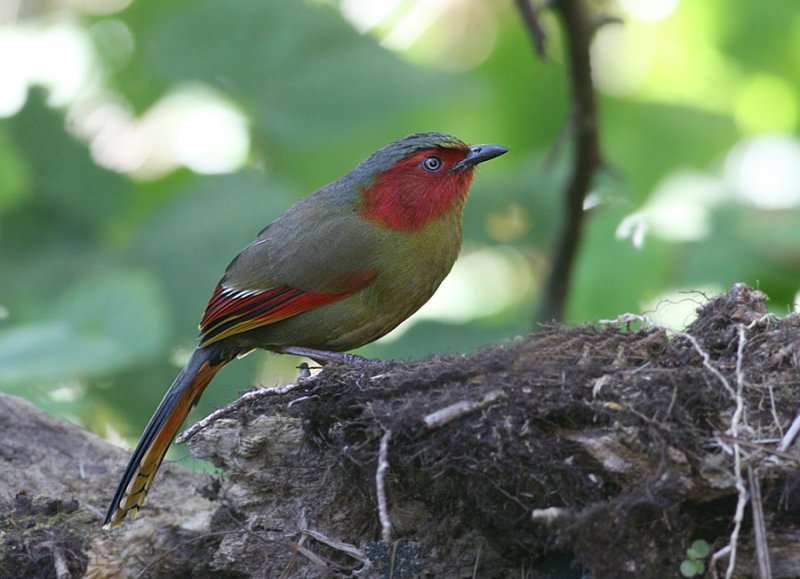 Scarlet-faced Liochicla