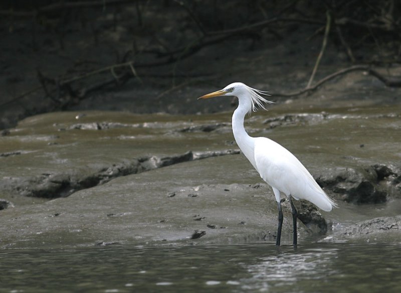 Chinese Egret