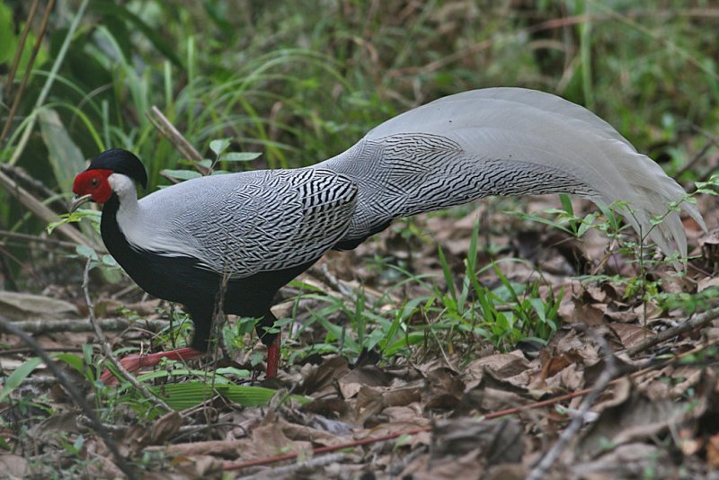 Silver Pheasent