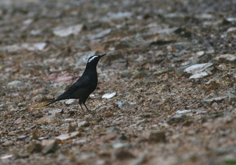 Siberian Thrush