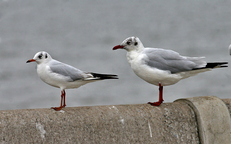 Black-headed and Brown-headed Gull