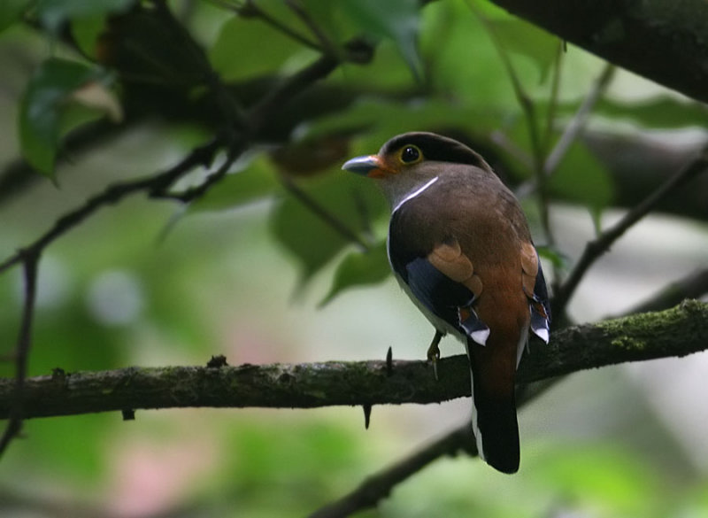 Silver-breasted Broadbill