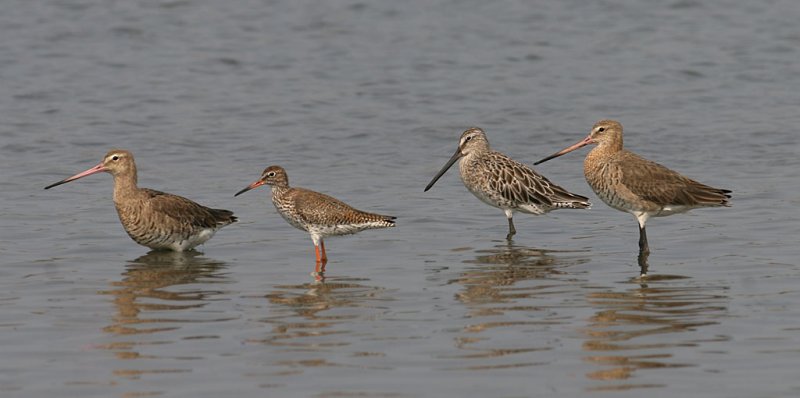 Asian Dowitcher