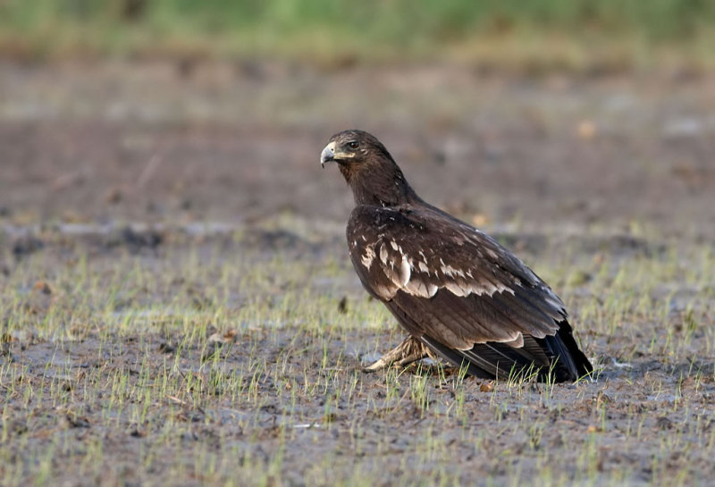 Greater Spotted Eagle