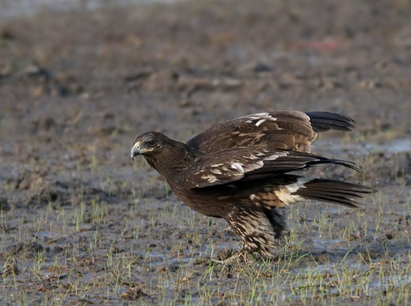 Greater Spotted Eagle, (Aquila clanga)