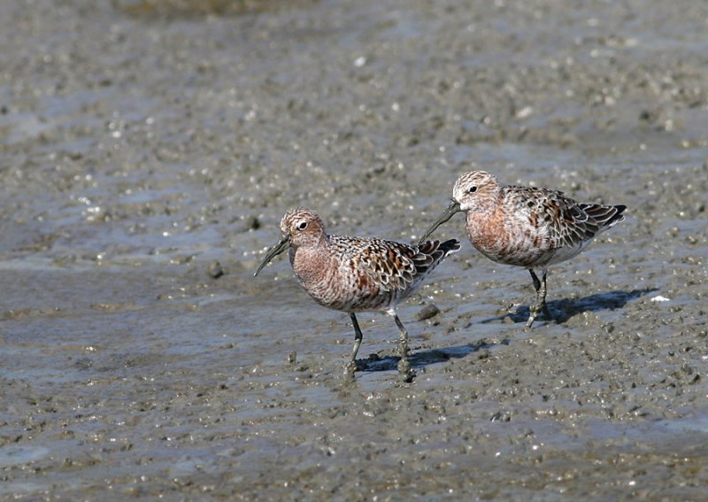 Curlew Sandpiper