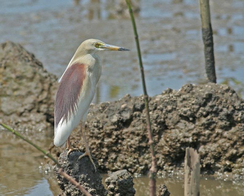 Indian Pond Heron