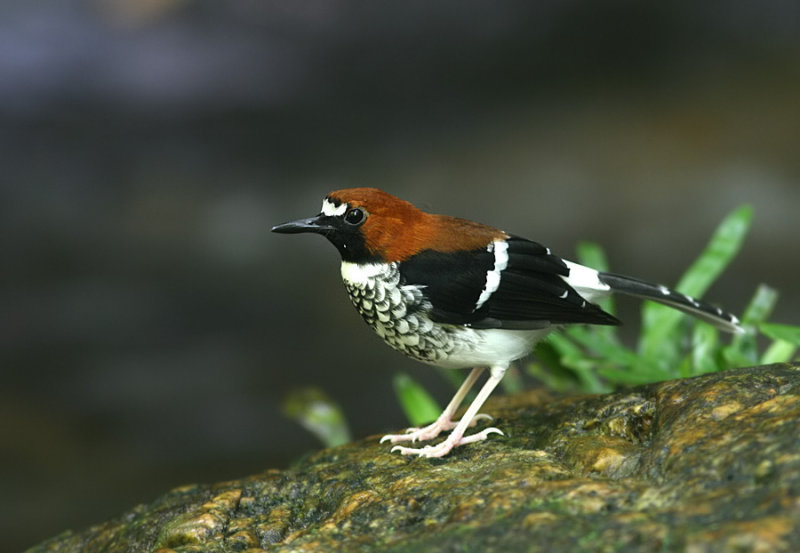 Chestnut-naped Forktail