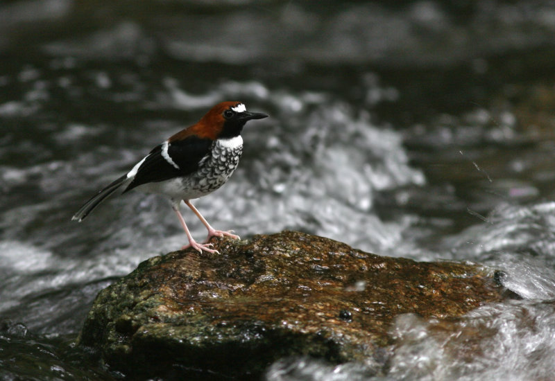 Chestnut-naped Forktail