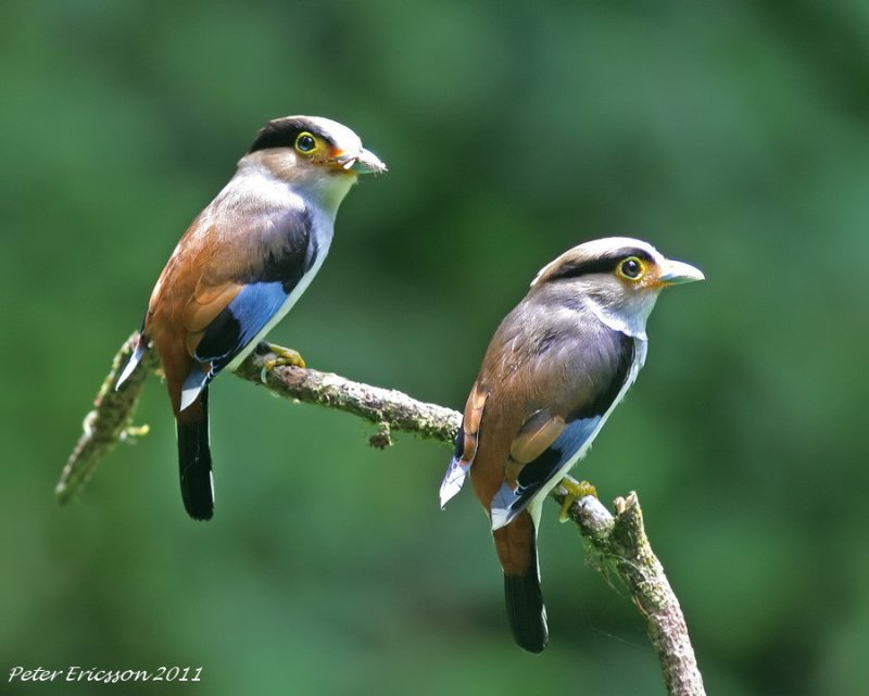 Silver-breasted Broadbills