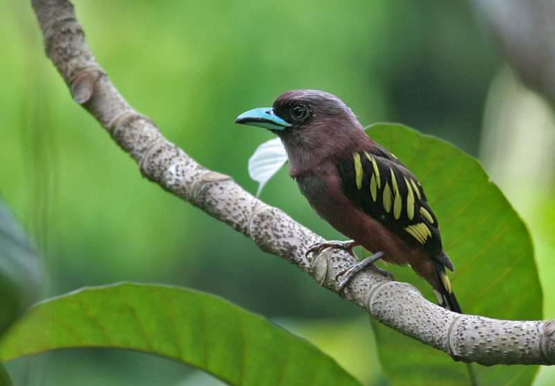 Banded Broadbill