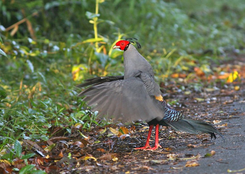 Siamese Fireback