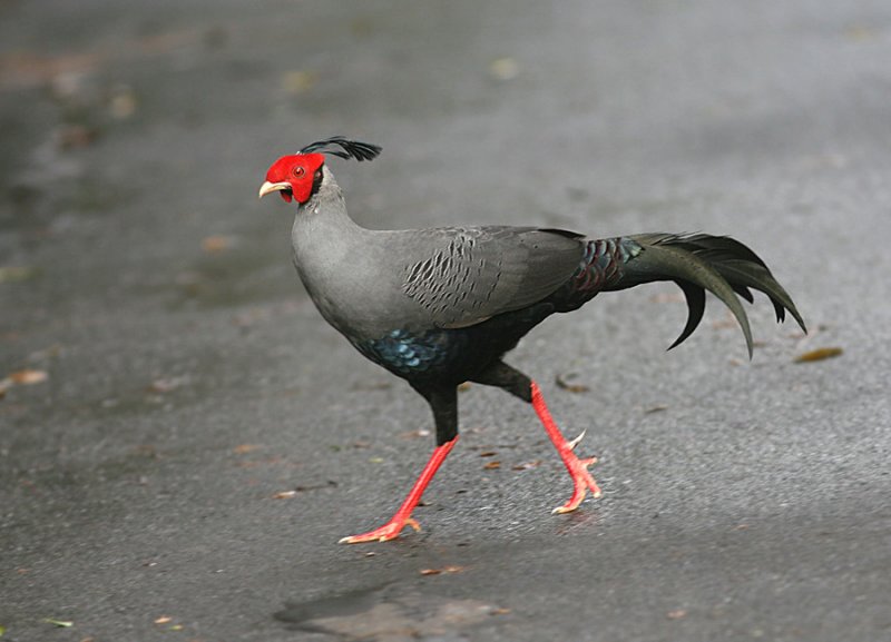 Siamese Fireback