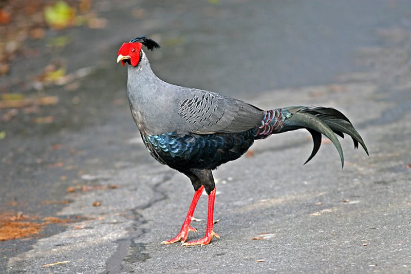 Siamese Fireback