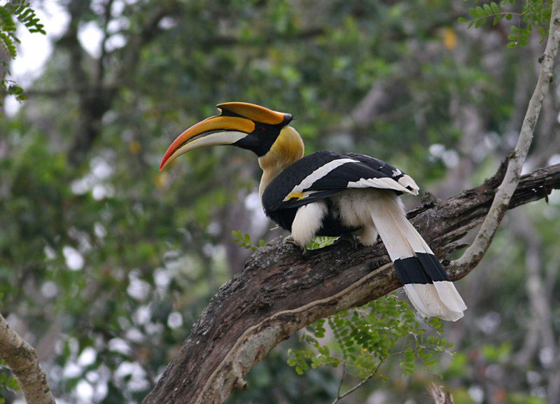 Great Hornbill