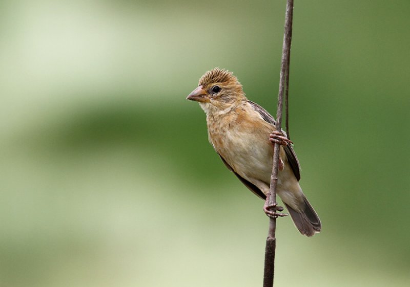 Baya Weaver
