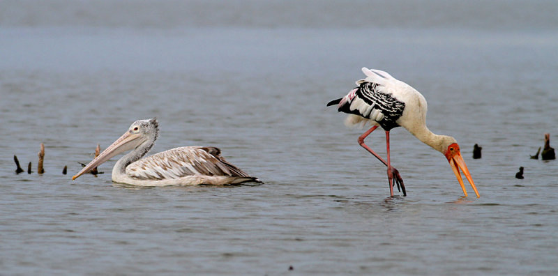 Painted Stork and Spot-billed Pelican
