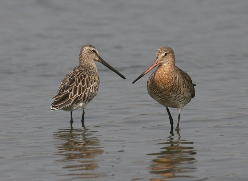  Asian Dowitcher & Black-tailed Godwit