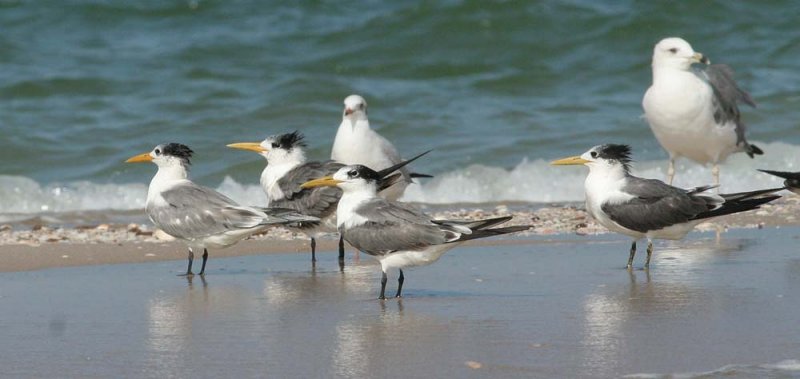 Great Crested Tern