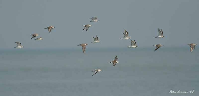 Mixed flock of smaller waders