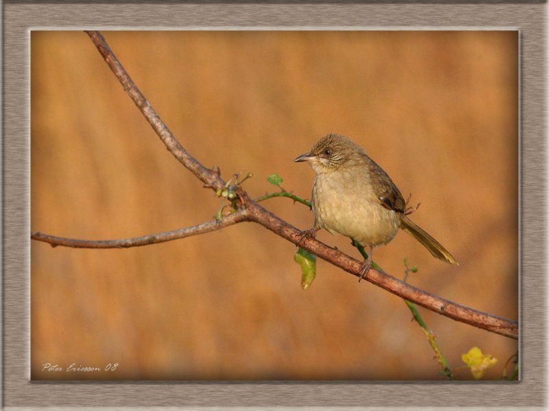 Streak-eared Bulbul