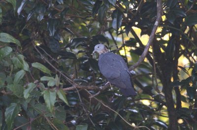 Ashy Wood Pigeon