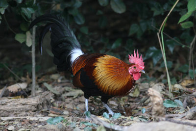 Red Junglefowl