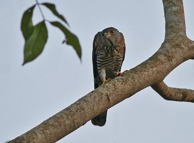 Crested Goshawk