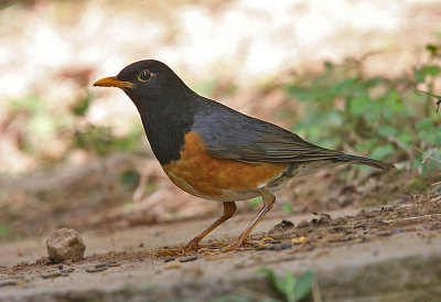 Black-breasted Thrush