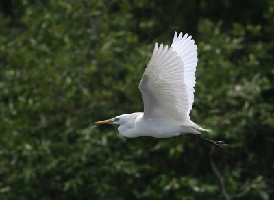 Chinese Egret