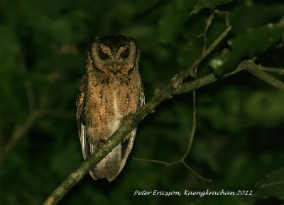 Collared Scops Owl