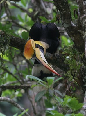 Great Hornbill