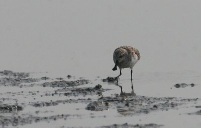 Spoon-billed Sandpiper