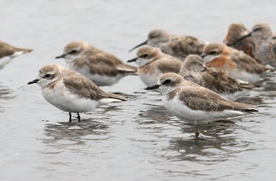 Greater and Lesser Sand Plover