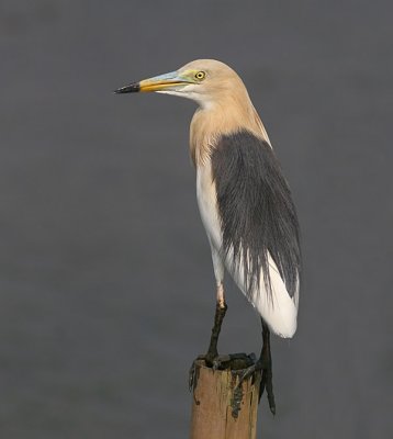 Java Pond Heron