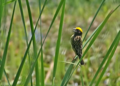 Streaked Weaver