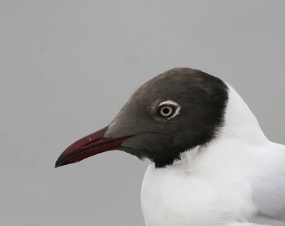 Brown-headed Gull