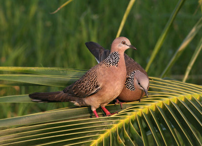 Spotted Dove