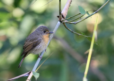 Chinese Blue Flycatcher