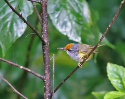 Mountain Tailorbird